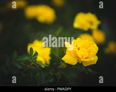 Rosa 'The Poets Wife'. Bush of blooming yellow roses in the garden Stock Photo