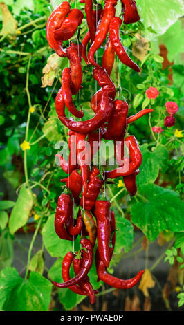 red chili pepper is strung on a white thread and hangs on the street in the middle of green leaves... Stock Photo
