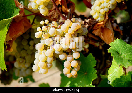 Rieslingtrauben, Edle Weinrebe (Vitis vinifera subsp. vinifera), Moseltal, Deutschland, Europa