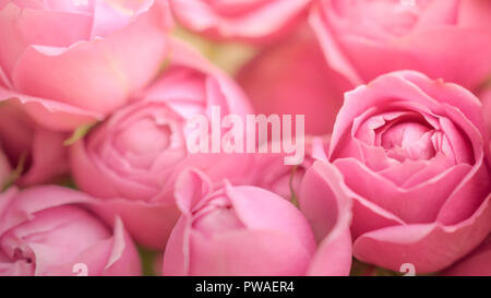 close-up pale delicate peony roses. Selective focus, magic light. Stock Photo