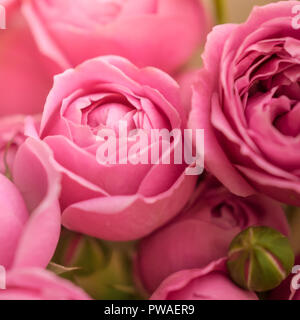 close-up pale delicate peony roses. Selective focus, magic light. Stock Photo