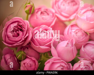 close-up pale delicate peony roses. Selective focus, magic light. Stock Photo