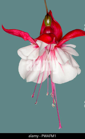 fuchsia swingtime, trailing pink and white flower against a blue/green background Stock Photo