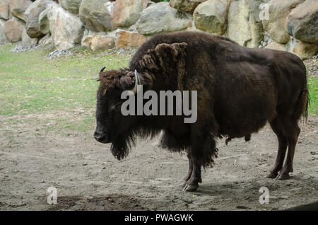 big brown bison with horns stands in Kyiv Zoo. Stock Photo