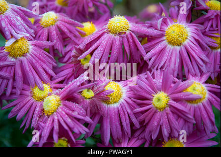 close-up of pink and yellow Chrysanthemums covered with hoarfrost Stock Photo