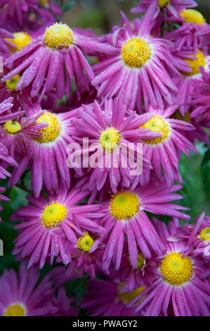 close-up of pink and yellow Chrysanthemums covered with hoarfrost Stock Photo