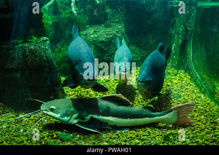 three photogenic fish and catfish in the Aquarium in Kiev zoo. Stock Photo