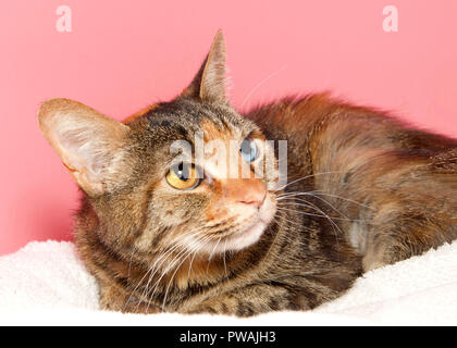 Profile portrait of a nervous tortie cat with heterochromia laying on a white blanket looking up to viewers right. Pink background Stock Photo