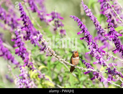 One male Allens hummingbird perched on Salvia leucantha flowers, know as Mexican bush sage. These birds are common only in the brushy woods, gardens,  Stock Photo