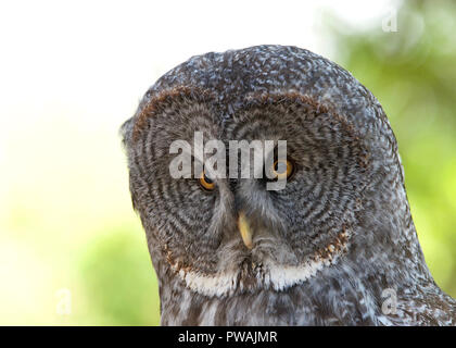 Close up portrait of a Great Grey Owl. It is a very large owl, documented as the worlds largest species of owl by length. Adults have a large rounded 