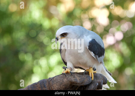 Close up of one white tailed kite perched on leather glove. The white tailed kite is a small raptor found in western North America and parts of South 