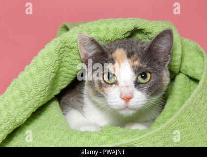 Close up portrait of one grey calico kitten peaking out of a green blanket with pink background.