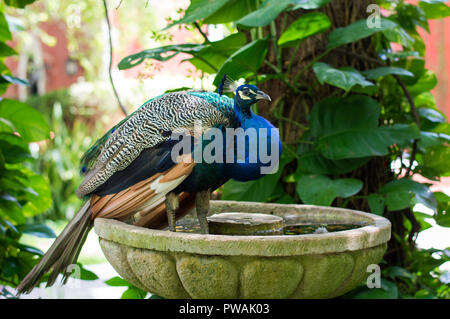 Beautiful peacock at a hacienda in Merida, Yucatan. Stock Photo