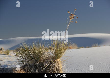 Soaptree Yucca in desert Stock Photo