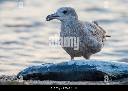 A juvenile herring gull from Lakeshore state park in Milwaukee, Wisconsin.  It is scavenging a dead salmon that has washed up on the beach. Stock Photo