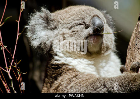 this is a close up of a koala Stock Photo