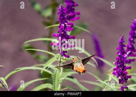 Allen's hummingbird feeding on the purple flowers of a Mexican Sage in a back yard garden in suburban Los Angeles, California, USA Stock Photo