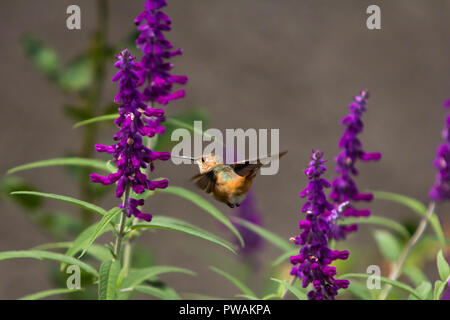 Allen's hummingbird feeding on the purple flowers of a Mexican Sage in a back yard garden in suburban Los Angeles, California, USA Stock Photo