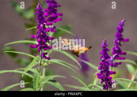 Allen's hummingbird feeding on the purple flowers of a Mexican Sage in a back yard garden in suburban Los Angeles, California, USA Stock Photo