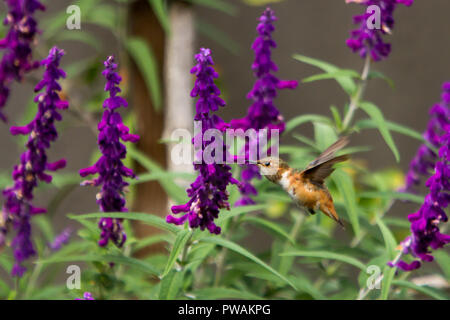 Allen's hummingbird feeding on the purple flowers of a Mexican Sage in a back yard garden in suburban Los Angeles, California, USA Stock Photo