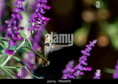 Allen's hummingbird feeding on the purple flowers of a Mexican Sage in a back yard garden in suburban Los Angeles, California, USA Stock Photo