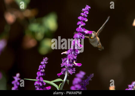 Allen's hummingbird feeding on the purple flowers of a Mexican Sage in a back yard garden in suburban Los Angeles, California, USA Stock Photo