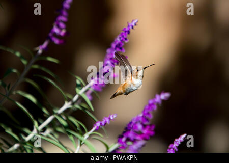 Allen's hummingbird feeding on the purple flowers of a Mexican Sage in a back yard garden in suburban Los Angeles, California, USA Stock Photo