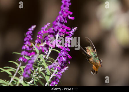 Allen's hummingbird feeding on the purple flowers of a Mexican Sage in a back yard garden in suburban Los Angeles, California, USA Stock Photo