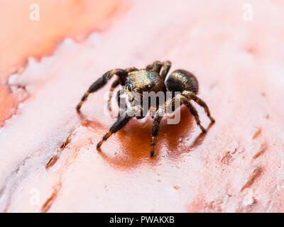Jumping Spider Arachnid Insect Macro on Red Background Stock Photo