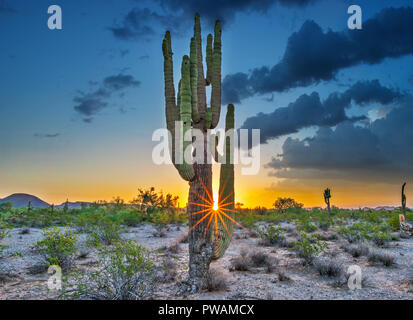 Sunset in the desert. I captured this beautiful sunset in Peoria Arizona. Stock Photo