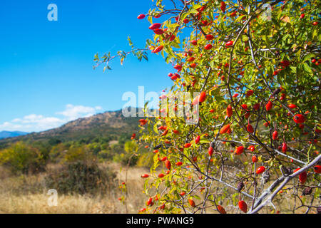 Wild rose bush and landscape. Sierra del Rincon Biosphere Reserve, Madrid province, Spain. Stock Photo