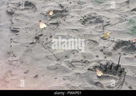 Yukon Territory, Alaska. Black bear footprints and human footprints in a dry mud background. Stock Photo