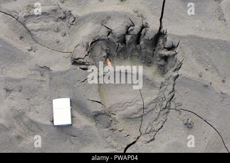Yukon Territory, Alaska. Horizontal view of Black bear footprint size in comparison with a lighter. Dry mud background. Stock Photo