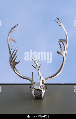 Whitehorse, Canada. Vertical view of caribou skull with antlers hanging outside from a building roof with sky in the background. Stock Photo