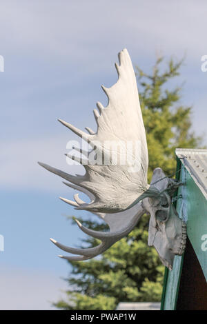 Whitehorse, Canada. Side view of moose skull with antlers hanging outside from a green building roof with sky in the background. Stock Photo