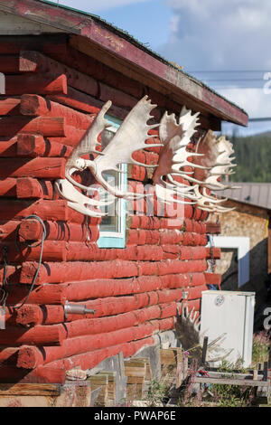 Old Crow, Canada. Side view of row of moose skull with antlers hanging outside from a red wooden lodge. Stock Photo