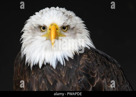 Bald Eagle Portrait Stock Photo
