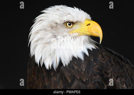 Bald Eagle Portrait Stock Photo