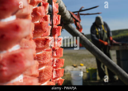 Yukon Territory, Alaska. Salmon spines drying on a fish rack with