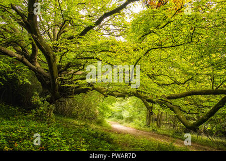 Tree lined track underneath an ancient Beech tree with dense green foliage in a woodland on the Goodwood Estate near Chichester in England Stock Photo