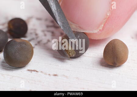 Lathyrus odoratus. Nicking (chitting, chipping or scarifying) the shell of sweet pea seed to encourage germination Stock Photo