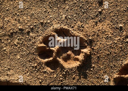 close up of Lion paw print in dried mud Stock Photo