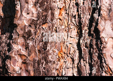 A close up image of the texture of a Scots Pine Tree, Pinus sylvestris, Bark. 12 September 2009 Stock Photo