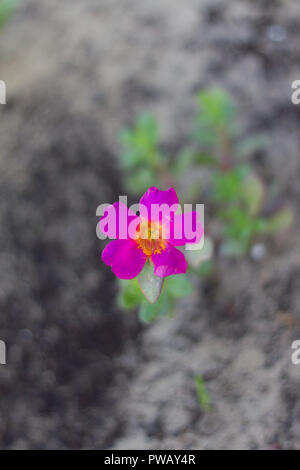 close up of beautiful common purslane or portulaca oleracea flower are blooming Stock Photo