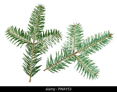 A fir tree Abies sibirica branch is isolated on a white background. View from two sides. Stock Photo