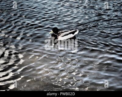 Black and white of a duck swimming on a pond Stock Photo