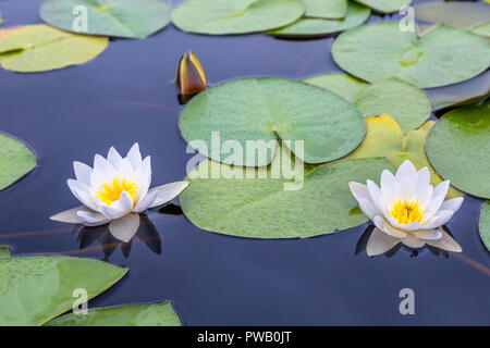 Two white water lilies with green leaves on the still lake surface Stock Photo