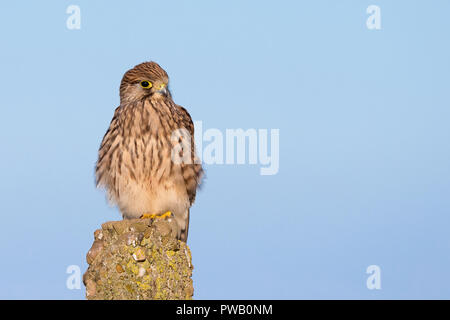 Front view close up of female UK kestrel (Falco tinnunculus) isolated in sunshine, perching on post, high in the air with blue sky. Copy space. Stock Photo