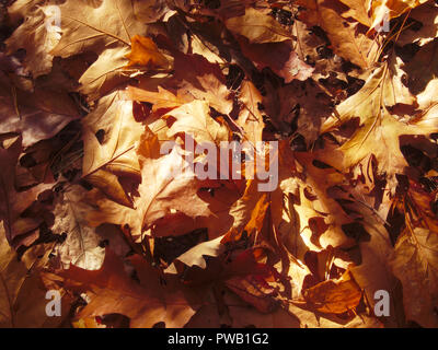 Fall colors on American Oak leaves lying on the ground. Stock Photo