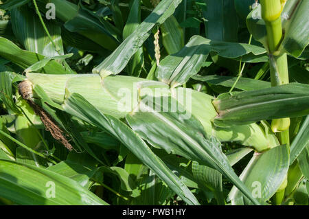 Corn cobs ready for picking Stock Photo